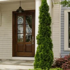 Degroot's Spire Thuja Arborvitae Tree 8 Degroot's Spire Thuja Arborvitae Tree -Flowering Trees Sales Arborvitae degroots Spire 3