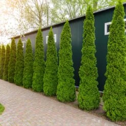 Degroot's Spire Thuja Arborvitae Tree 9 Degroot's Spire Thuja Arborvitae Tree -Flowering Trees Sales Arborvitae degroots Spire 6 FGT