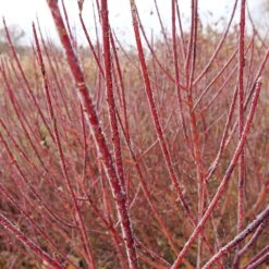 Arctic Fire® Red Twig Dogwood 8 Arctic Fire® Red Twig Dogwood -Flowering Trees Sales Arctic Fire Twig Dogwood 3