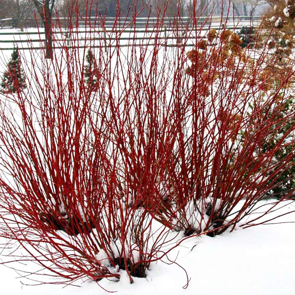 Arctic Fire® Red Twig Dogwood 4 Arctic Fire® Red Twig Dogwood - Image 4