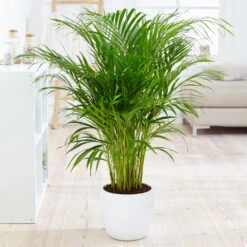 Boho House Plant Kit 11 Boho House Plant Kit -Flowering Trees Sales Areca Palm 4 FGT fcbe875e 49cd 4b51 b093 6501553ebaf3