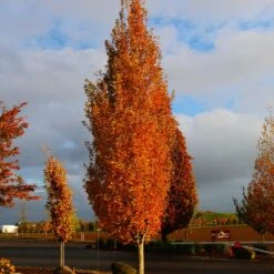 New Arrival -Flowering Trees Sales Armstrong Gold 2