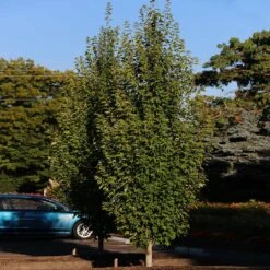 Armstrong Gold® Maple 9 Armstrong Gold® Maple -Flowering Trees Sales Armstrong Gold 3