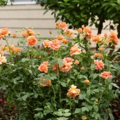 At Last® Rose 11 At Last® Rose -Flowering Trees Sales At Last Rose 7 FGT