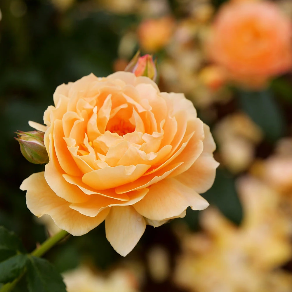 At Last® Rose 2 At Last® Rose - Image 2