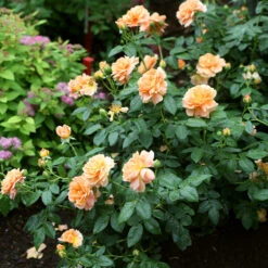 At Last® Rose 9 At Last® Rose -Flowering Trees Sales At Last Rose4