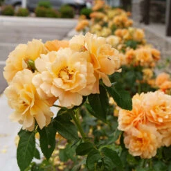 At Last® Rose 10 At Last® Rose -Flowering Trees Sales At Last Rose 2 FGT