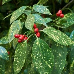 Japanese Gold Dust Aucuba Shrub 5 Japanese Gold Dust Aucuba Shrub -Flowering Trees Sales Aucuba Japonica Gold Dust 2 FGT