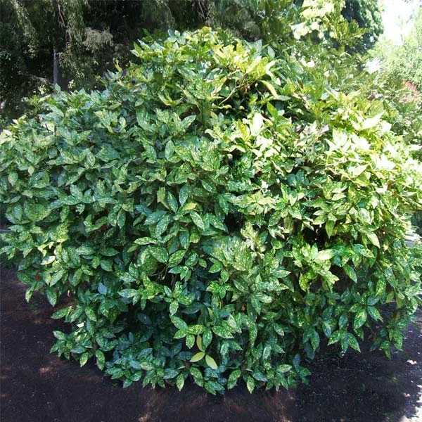 Japanese Gold Dust Aucuba Shrub 1 Japanese Gold Dust Aucuba Shrub