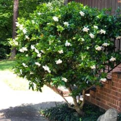 August Beauty Gardenia Shrub -Flowering Trees Sales August Beauty Gardenia 3 FGT