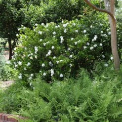 August Beauty Gardenia Shrub -Flowering Trees Sales August Beauty Gardenia 4 FGT
