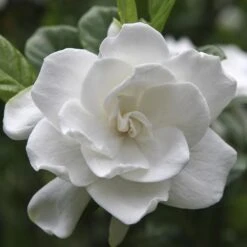 August Beauty Gardenia Shrub -Flowering Trees Sales August Beauty Gardenia FGT 600x600 bef31f7d 4b59 484e a528 14d16f570e49