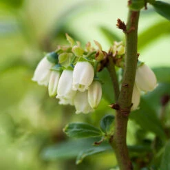 Aurora Blueberry Bush - USDA Organic -Flowering Trees Sales Aurora Blueberry 3 993d9a67 7338 4b0e bcac 0b773ae0aea9