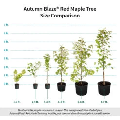 Autumn Blaze® Red Maple Tree 15 Autumn Blaze® Red Maple Tree -Flowering Trees Sales Autumn Blaze Red Maple Size Comparison ugc test