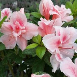 Autumn Belle® Encore® Azalea Shrub 8 Autumn Belle® Encore® Azalea Shrub -Flowering Trees Sales Autumn Belle Encore Azalea FGT 3