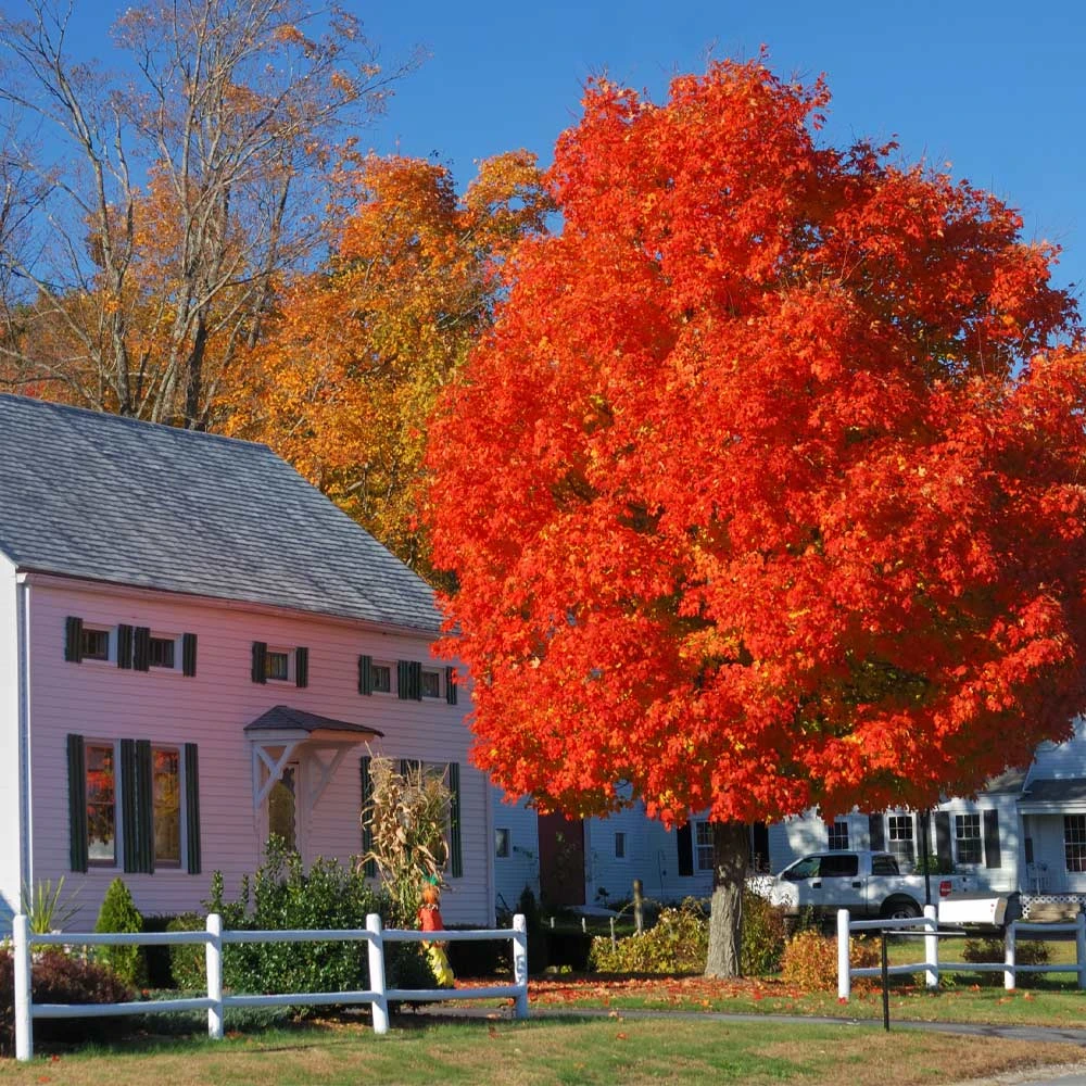 Autumn Blaze® Red Maple Tree 2 Autumn Blaze® Red Maple Tree - Image 2