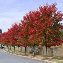 Autumn Blaze® Red Maple Tree 12 Autumn Blaze® Red Maple Tree -Flowering Trees Sales Autumn Blaze Maple 3 FGT