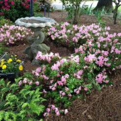 Autumn Debutante® Encore® Azalea 8 Autumn Debutante® Encore® Azalea -Flowering Trees Sales Autumn Debutante Encore 1