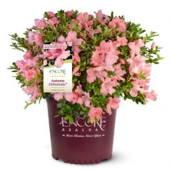 Autumn Debutante® Encore® Azalea 10 Autumn Debutante® Encore® Azalea -Flowering Trees Sales Autumn Debutante Encore 4