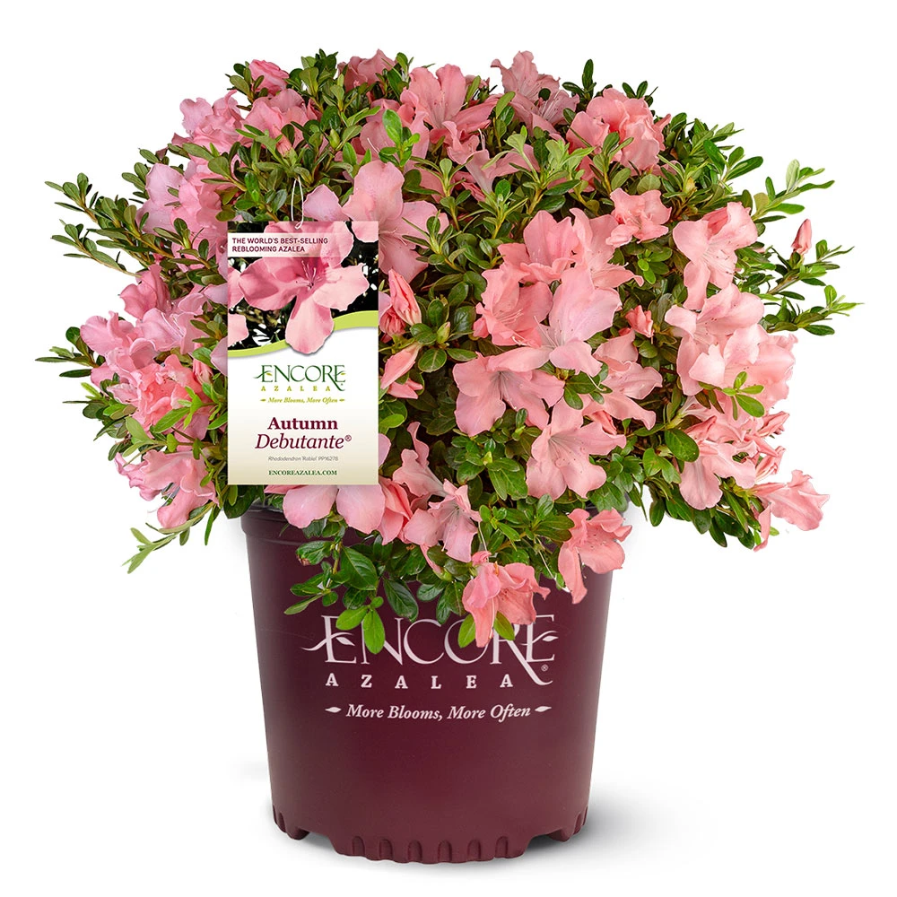Autumn Debutante® Encore® Azalea 5 Autumn Debutante® Encore® Azalea - Image 5