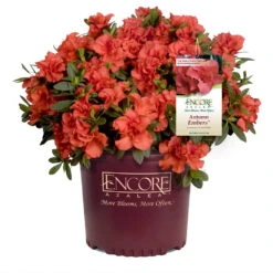 Autumn Embers® Encore® Azalea 10 Autumn Embers® Encore® Azalea -Flowering Trees Sales Autumn Embers Azalea 1