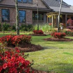 Autumn Embers® Encore® Azalea 8 Autumn Embers® Encore® Azalea -Flowering Trees Sales Autumn Embers Azalea 2