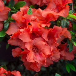 Autumn Embers® Encore® Azalea 9 Autumn Embers® Encore® Azalea -Flowering Trees Sales Autumn Embers Azalea 5