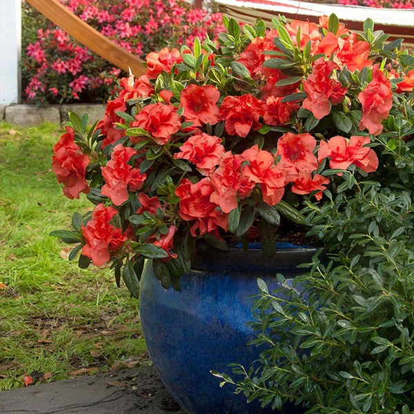 Autumn Embers® Encore® Azalea 1 Autumn Embers® Encore® Azalea