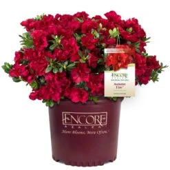 Autumn Fire® Encore® Azalea Shrub 10 Autumn Fire® Encore® Azalea Shrub -Flowering Trees Sales Autumn Fire Encore Azalea 1