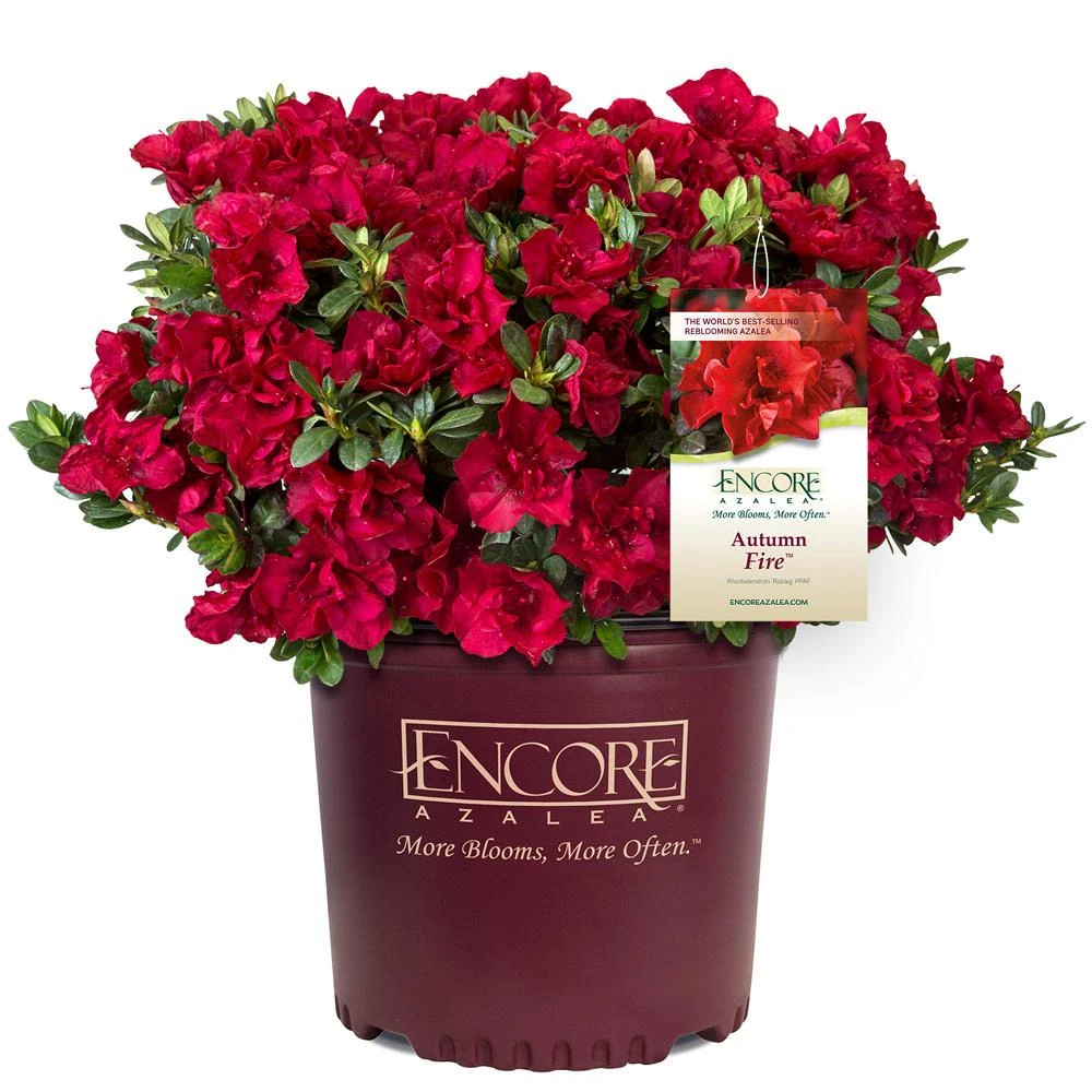 Autumn Fire® Encore® Azalea Shrub 5 Autumn Fire® Encore® Azalea Shrub - Image 5
