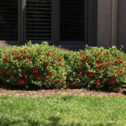 Autumn Fire® Encore® Azalea Shrub 9 Autumn Fire® Encore® Azalea Shrub -Flowering Trees Sales Autumn Fire Encore Azalea 6