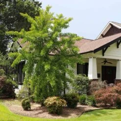 Autumn Gold Ginkgo Tree 7 Autumn Gold Ginkgo Tree -Flowering Trees Sales Autumn Gold Ginkgo Biloba 1 FGT