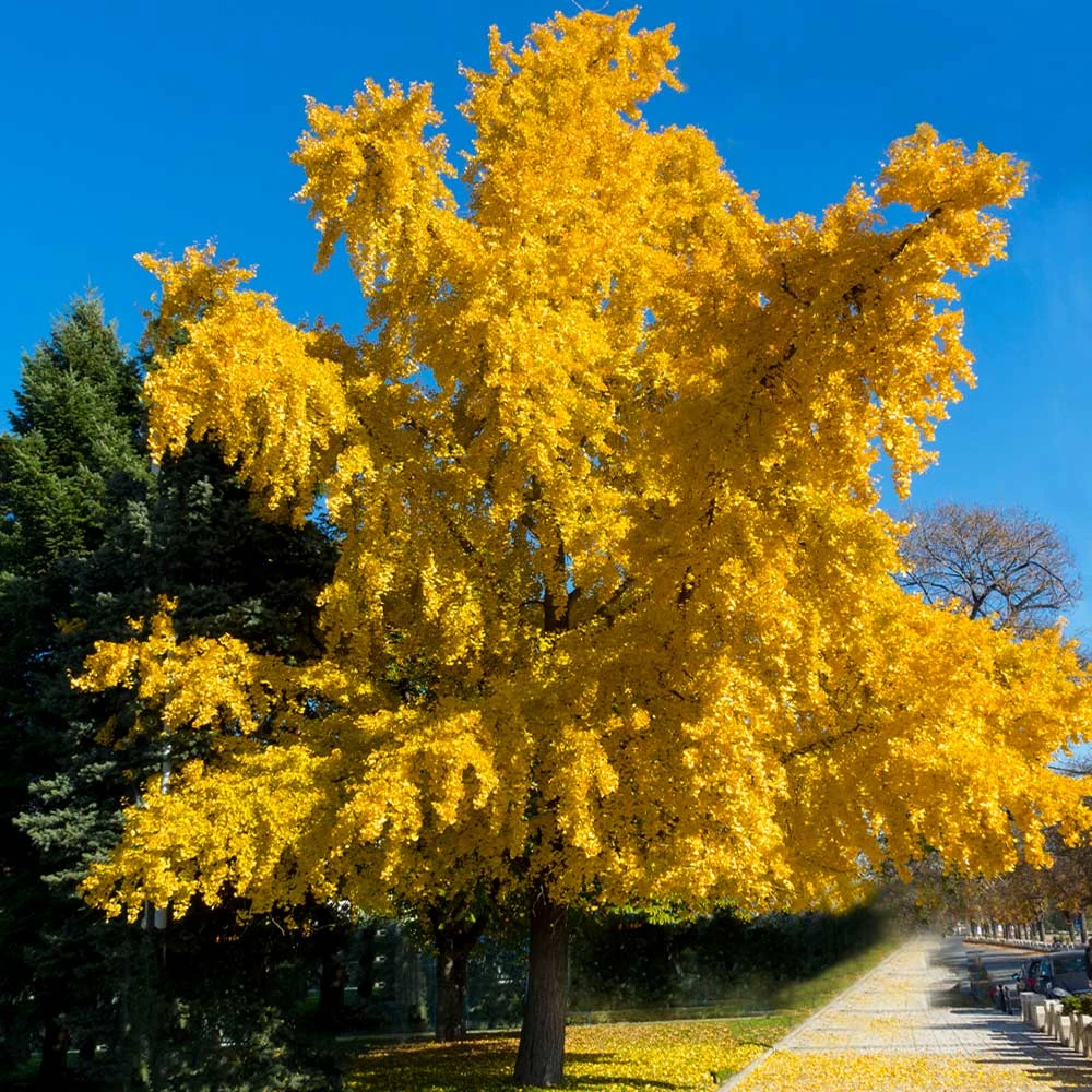 Autumn Gold Ginkgo Tree 2 Autumn Gold Ginkgo Tree - Image 2