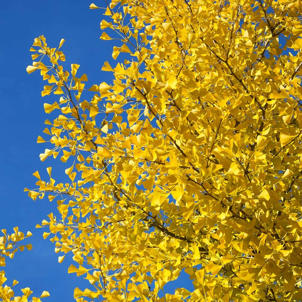 Autumn Gold Ginkgo Tree 5 Autumn Gold Ginkgo Tree - Image 5