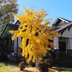 Autumn Gold Ginkgo Tree 8 Autumn Gold Ginkgo Tree -Flowering Trees Sales Autumn Gold Ginkgo Biloba 8