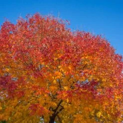 Autumn Purple Ash Tree 8 Autumn Purple Ash Tree -Flowering Trees Sales Autumn Purple ash 1