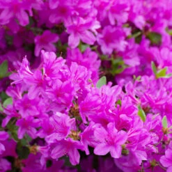 Autumn Royalty® Encore® Azalea -Flowering Trees Sales Autumn Royalty Encore Azalea 3 FGT