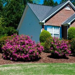 Autumn Royalty® Encore® Azalea -Flowering Trees Sales Autumn Royalty Encore Azalea 5