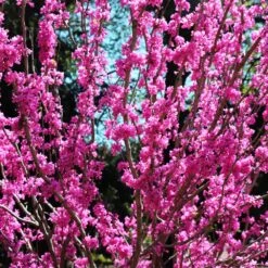 Avondale Redbud Tree 8 Avondale Redbud Tree -Flowering Trees Sales Avodale redbud 2