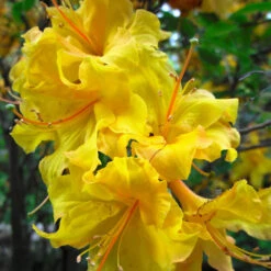 Lemon Lights Azalea Shrub 7 Lemon Lights Azalea Shrub -Flowering Trees Sales Azalea Lemon lights 2