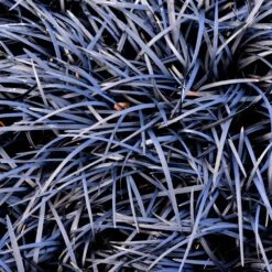 Black Mondo Grass 6 Black Mondo Grass -Flowering Trees Sales BLack Mondo Grass 1 FGT