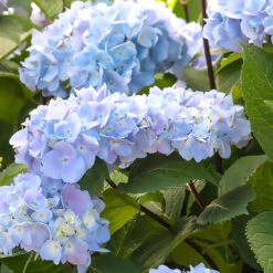 Blue Enchantress® Hydrangea -Flowering Trees Sales BLue Enchantress Hydrangea 1 BB