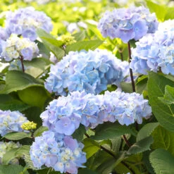 Blue Enchantress® Hydrangea -Flowering Trees Sales BLue Enchantress Hydrangea 2 FGT