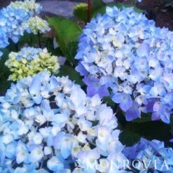 Blue Enchantress® Hydrangea -Flowering Trees Sales BLue Enchantress Hydrangea 4 FGT