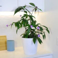 Weeping Blue Ginger Plant -Flowering Trees Sales BLue Ginger 4 FGT