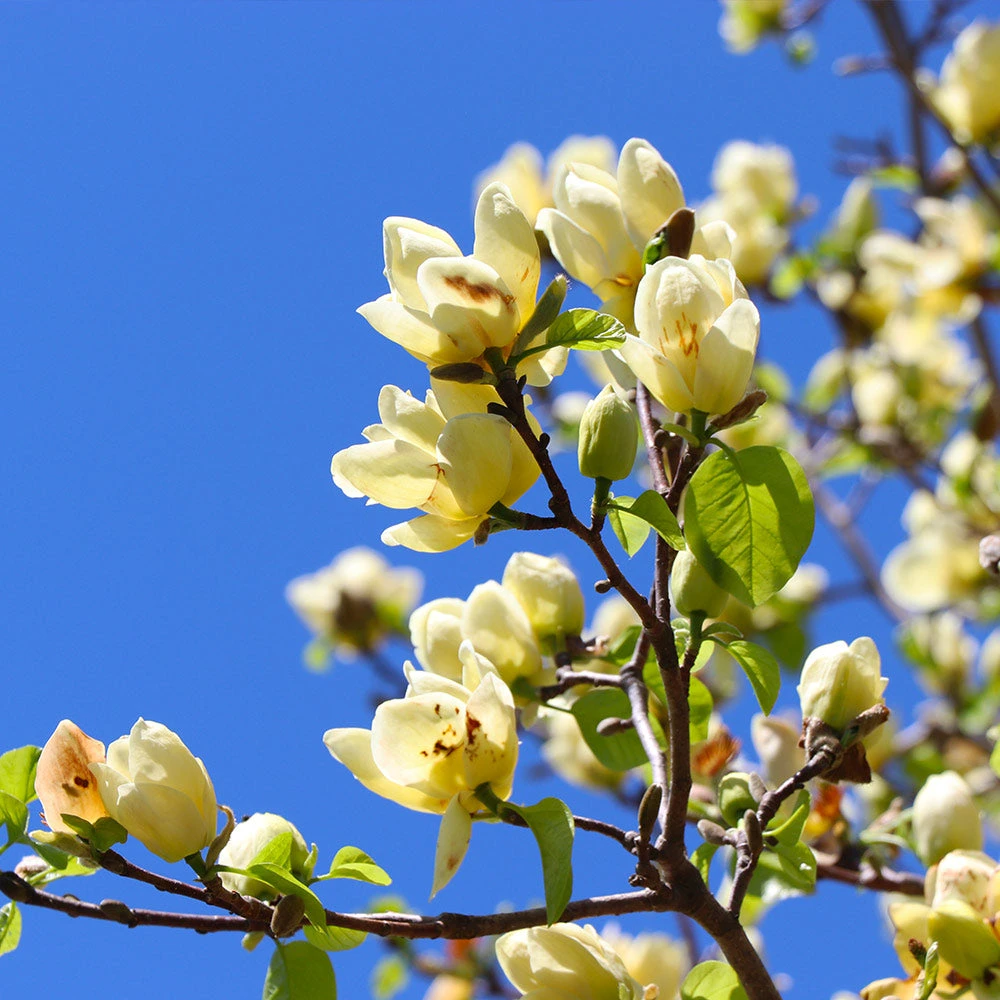 Magnolia 'Butterflies' Tree 2 Magnolia 'Butterflies' Tree - Image 2