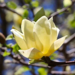 Magnolia 'Butterflies' Tree 7 Magnolia 'Butterflies' Tree -Flowering Trees Sales BUtterflies Magnolia 3 FGT