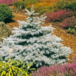 Baby Blue Spruce Tree 5 Baby Blue Spruce Tree -Flowering Trees Sales Baby Blue 2
