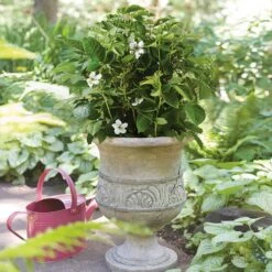 Bushel And Berry® Baby Cakes Blackberry® 9 Bushel And Berry® Baby Cakes Blackberry® -Flowering Trees Sales Baby Cakes Blackberry 1