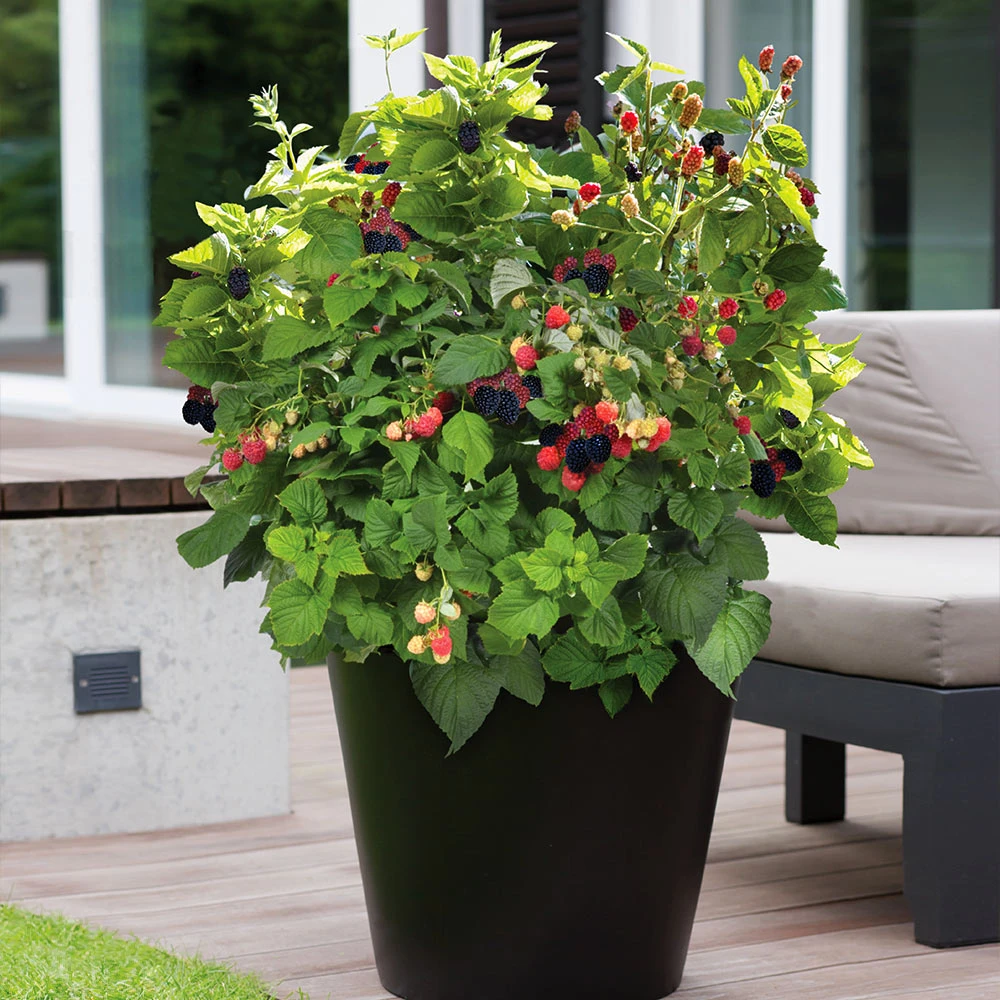 Bushel And Berry® Baby Cakes Blackberry® 2 Bushel And Berry® Baby Cakes Blackberry® - Image 2